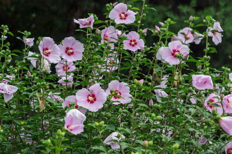 木槿花 花語|ムクゲ（木槿）の花言葉｜種類、花の特徴、フヨウと 